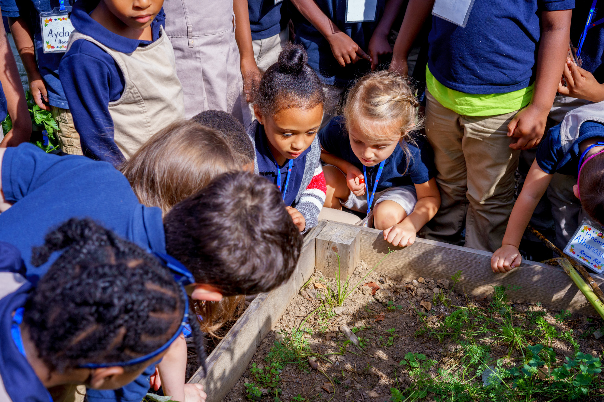 Young students in blue shirts look at their garden